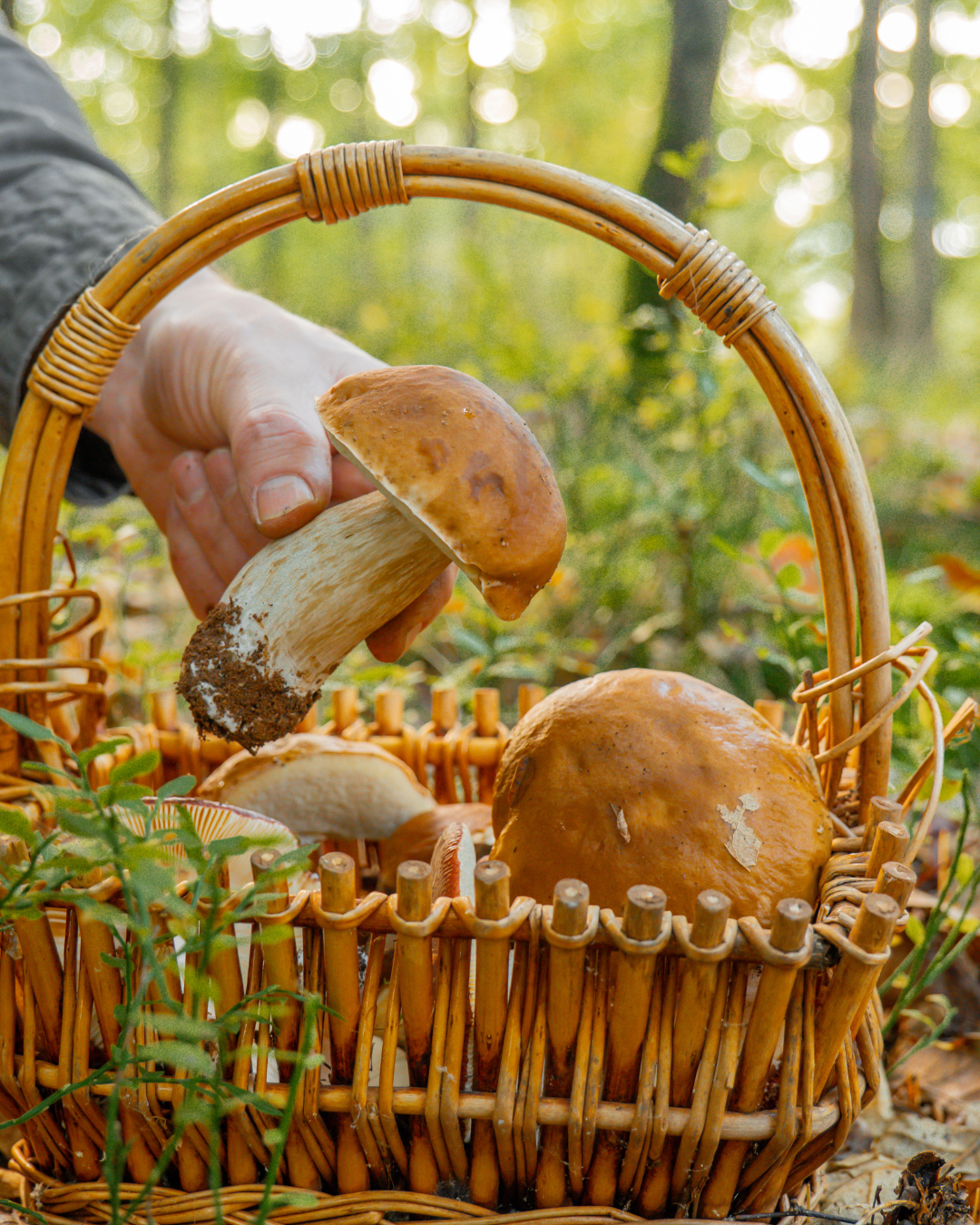 hand picking a mushroom in a foraging basket in a forrest in Switzerland